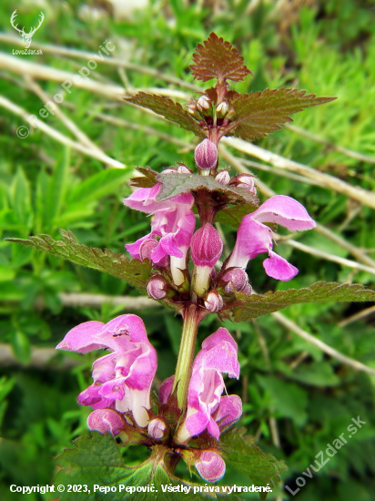 Hluchavka škvrnitá /Lamium maculatum/