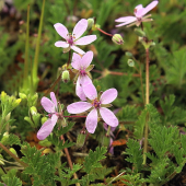 bociannik rozpukovitý Erodium cicutarium (L.) L'Hér.