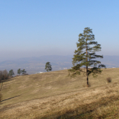 pri štíhlej borovici