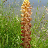 záraza alsaská   /Orobanche alsatica /