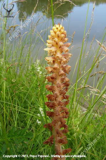 záraza alsaská   /Orobanche alsatica /