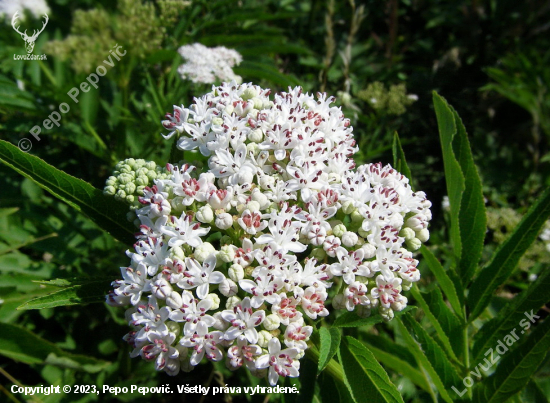 baza chabzdová Sambucus ebulus L.