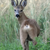 Opět starký.