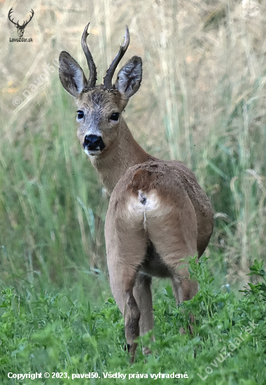 Opět starký.