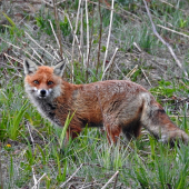 Vulpes vulpes.