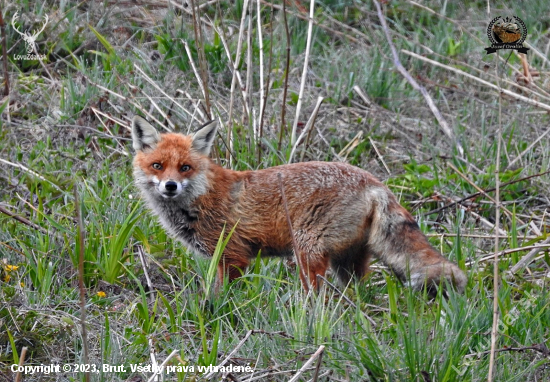 Vulpes vulpes.