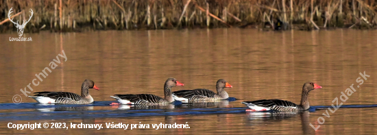 zivot pri vode