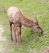 mobilovka jeleňa v dedine