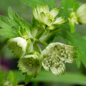 jarmanka väčšia - astrantia major