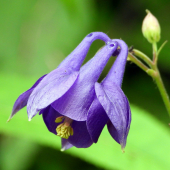 orlíček obyčajný - aquilegia vulgaris