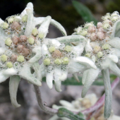 plesnivec alpínsky - leontopodium alpinum