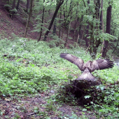 Buteo buteo pristáva