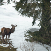 Jeleň lesný (Cervus elaphus )