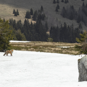 Na vysokohorskej lúke  líška hrdzavá (Vulpes vulpes)