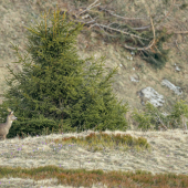 Srnec lesný (capreolus capreolus)