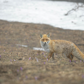 Líška hrdzavá (vulpes vulpes)