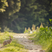 Zajac poľný (Lepus europaeus)