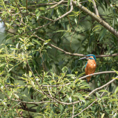 Rybárik riečny ( Alcedo atthis)