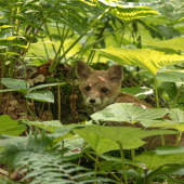 Líška hrdzavá (vulpes vulpes)