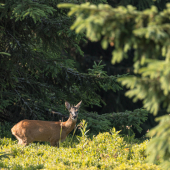 Srnec lesný (capreolus capreolus)