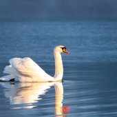 Labuť veľká-Cygnus olor