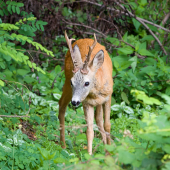 Srnec lesný-Capreolus capreolus