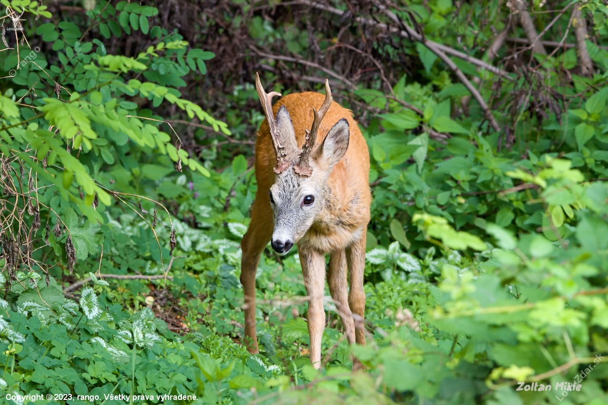 Srnec Lesný Capreolus Capreolus Poľovnícka Fotografia Fotka Poľovnícke Foto 383551 