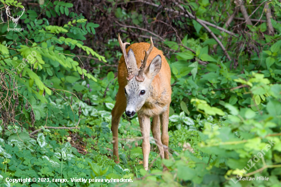 Srnec lesný-Capreolus capreolus