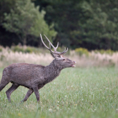 Jeleň lesný-Cervus elaphus