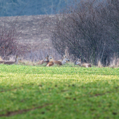 Srna lesna-Capreolus capreolus