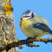 Sýkorka belasá-Cyanistes caeruleus