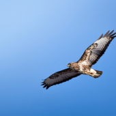 Myšiak hôrny-Buteo buteo