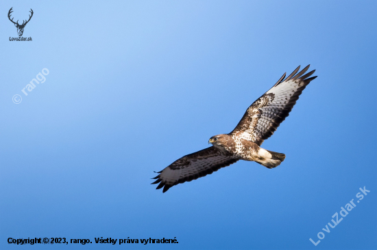 Myšiak hôrny-Buteo buteo