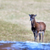 Muflón lesný-Ovis aries musimon