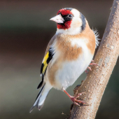 Stehlík obyčajný-Carduelis carduelis