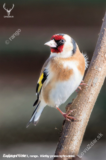 Stehlík obyčajný-Carduelis carduelis