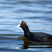 Lyska čierna-Fulica atra