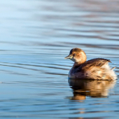 Potápka malá-Tachybaptus ruficollis