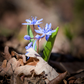 Scila dvojlistá-Scilla bifolia