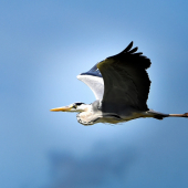 Volavka popolavá-Ardea cinerea