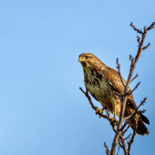 Myšiak hôrny-Buteo buteo