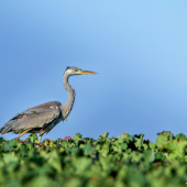 Volavka popolavá-Ardea cinerea