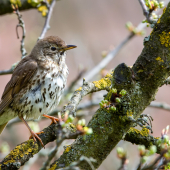 Drozd plavý-Turdus philomelos