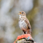 Drozd plavý-Turdus philomelos