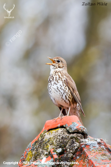 Drozd plavý-Turdus philomelos