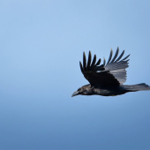 Krkavec čierny-Corvus corax