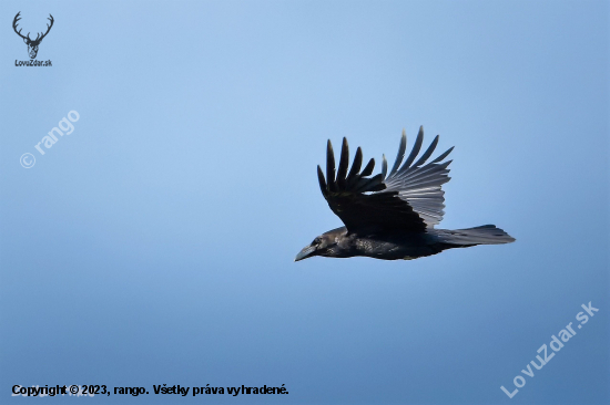 Krkavec čierny-Corvus corax