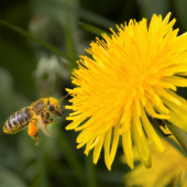 Včela medonosná- Apis mellifera