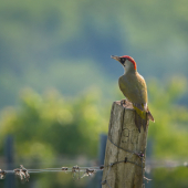 Žlna zelená-Picus viridis