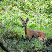 Srna lesna-Capreolus capreolus